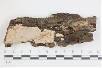 藏品(多年臥孔菌屬)的圖片