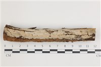 藏品(顯絲菌屬)的圖片