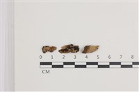 藏品(射脈菌屬)的圖片