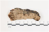 藏品(擬射脈菌屬)的圖片