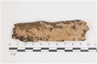 藏品(擬射脈菌屬)的圖片