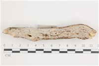 藏品(齒耳菌屬)的圖片