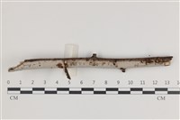 藏品(刺皮菌屬)的圖片