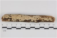 藏品(絲齒菌屬)的圖片