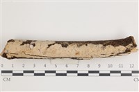 藏品(顯絲菌屬)的圖片