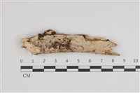 藏品(絲齒菌屬)的圖片