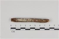 藏品(絲皮菌屬)的圖片