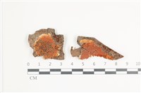 藏品(骨皮菌屬)的圖片