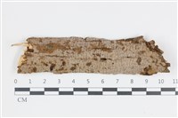 藏品(刺革菌屬)的圖片