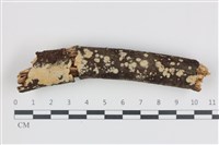 藏品(絲齒菌屬)的圖片