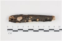 藏品(刺皮菌屬)的圖片