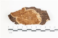 藏品(附毛菌屬)的圖片