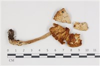 藏品(鵝膏屬)的圖片