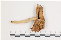 藏品(紅菇屬)的圖片