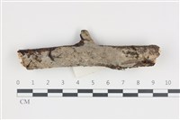 藏品(刺皮菌屬)的圖片