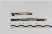 藏品(絲齒菌屬)的圖片