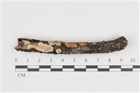 藏品(刺皮菌屬)的圖片