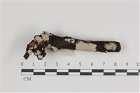 藏品(刺皮菌屬)的圖片