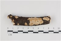 藏品(刺皮菌屬)的圖片