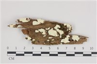 藏品(樹狀皮革菌屬)的圖片