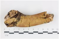 藏品(刺革菌屬)的圖片