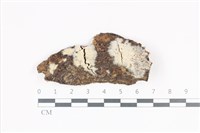 藏品(絲齒菌屬)的圖片