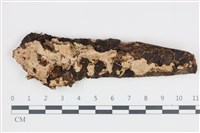 藏品(刺皮菌屬)的圖片