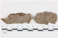 藏品(煙管菌)的圖片