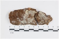 藏品(剛毛絲皮菌)的圖片