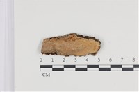 藏品(刺皮菌屬)的圖片