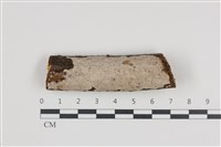 藏品(刺皮菌屬)的圖片