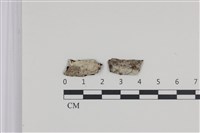 藏品(絲齒菌屬)的圖片