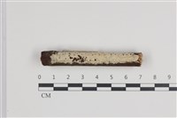 藏品(絲齒菌屬)的圖片