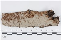 藏品(刺革菌屬)的圖片