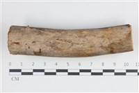 藏品(刺皮菌屬)的圖片