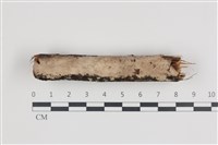 藏品(絲皮菌屬)的圖片