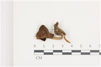 藏品(煙管菌)的圖片