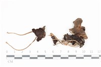 藏品(鬼傘屬)的圖片