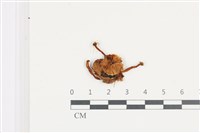藏品(小菇屬)的圖片
