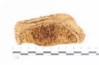 藏品(高大環柄菇)的圖片