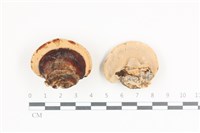 藏品(松生擬層孔菌)的圖片