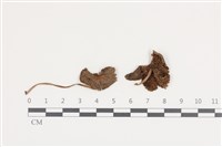 藏品(鬼傘屬)的圖片