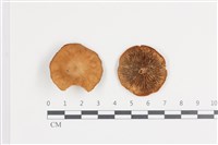 藏品(乳菇屬)的圖片