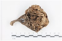 藏品(棕色革菌)的圖片