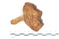 藏品(寬鱗多孔菌)的圖片