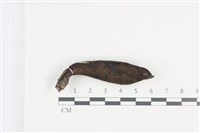 藏品(炭角菌屬)的圖片