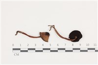 藏品()的圖片