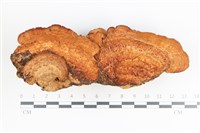 藏品(木層孔菌屬)的圖片