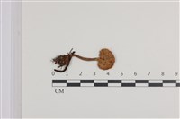 藏品(乳菇屬)的圖片