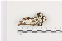 藏品(刺皮菌屬)的圖片